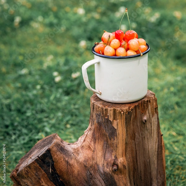 Fototapeta Fresh yellow cherries in a white mug on wooden texture on a green grass background in the garden. Selective focus. The concept of gardening.