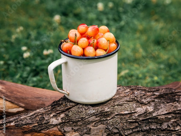 Fototapeta Fresh yellow cherries in a white mug on wooden texture on a green grass background in the garden. Selective focus. The concept of gardening.