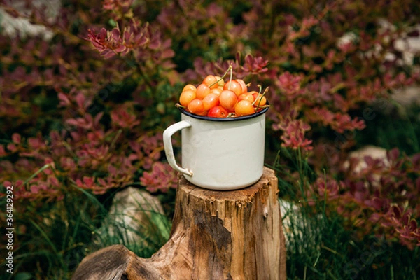 Fototapeta Fresh yellow cherries in a white mug on wooden texture on a green grass background in the garden. Selective focus. The concept of gardening.