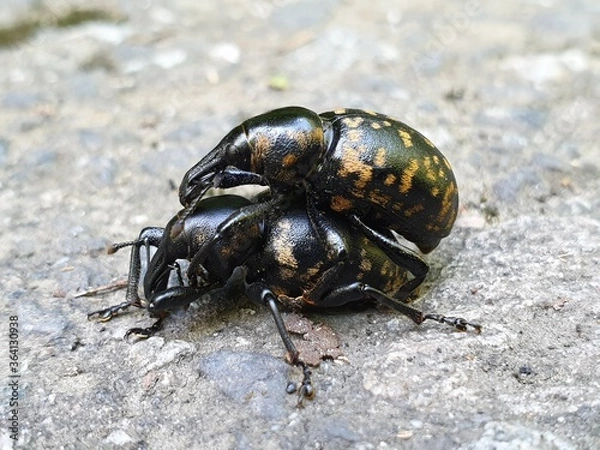 Obraz colorado potato beetle