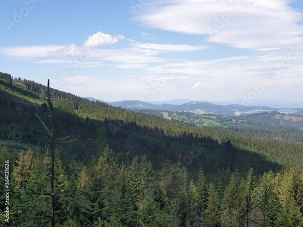 Obraz forest in the mountains