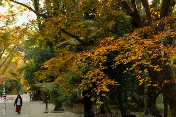 Obraz 参道の紅葉　秋口