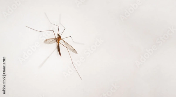 Obraz 
mosquito on the wall