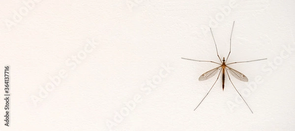 Obraz 
mosquito on the wall