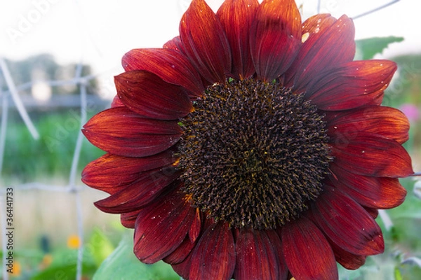 Obraz A beautiful red sunflower