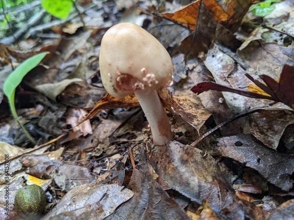 Obraz mushroom in the forest