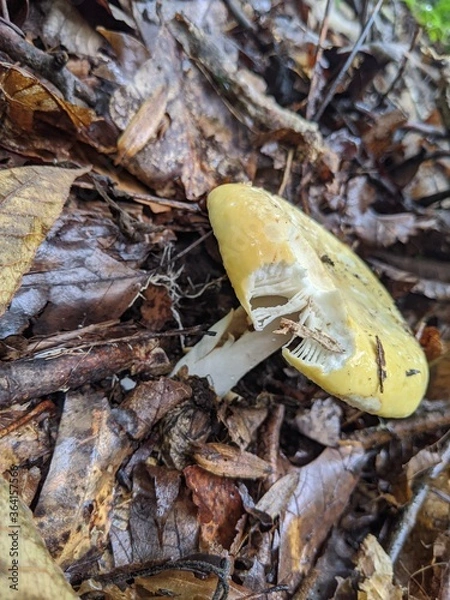 Obraz Mushroom on the ground