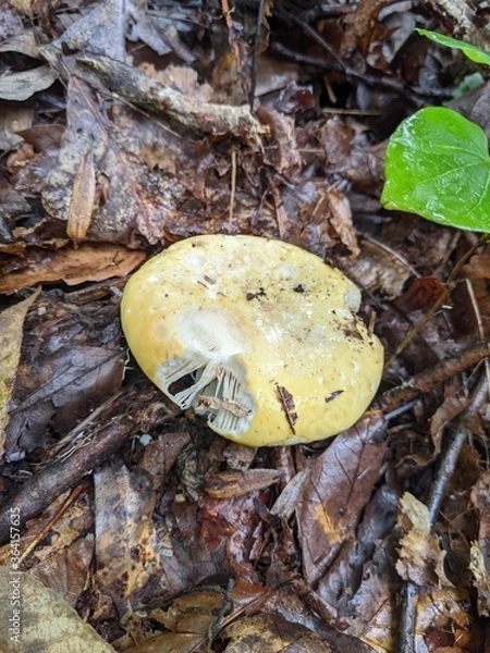 Obraz Mushroom forest