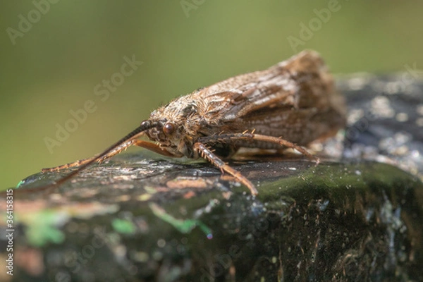 Fototapeta Macro close up of a moth.