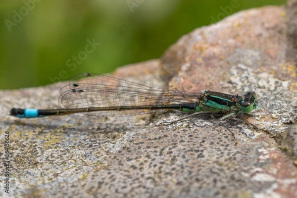 Obraz close up of a dragonfly