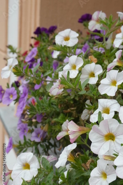 Obraz Stiefmütterchen