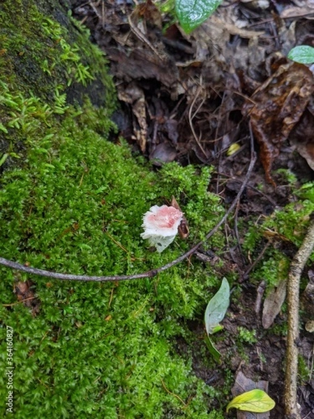 Obraz Mushroom in the forest