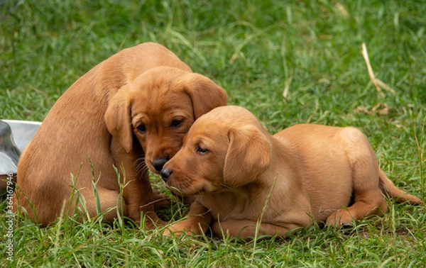 Fototapeta Two fox red Labrador puppies sitting in the garden playing together.