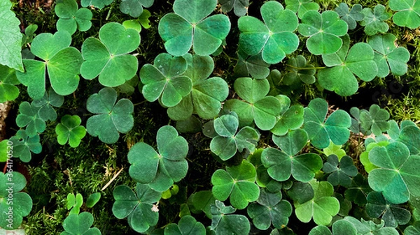 Obraz green leaves background