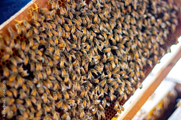 Fototapeta Frames of bee hive with honey , Apiculture , Apiary
