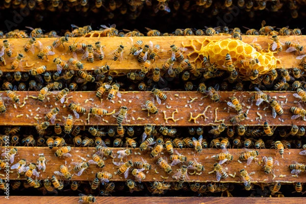 Fototapeta Frames of bee hive with honey , Apiculture , Apiary