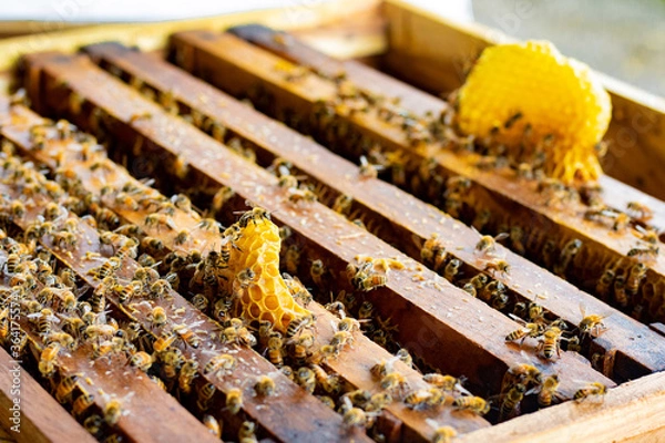 Fototapeta Frames of bee hive with honey , Apiculture , Apiary