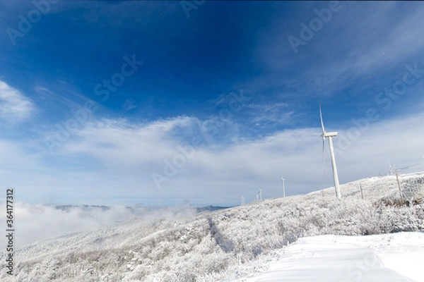 Fototapeta snow covered trees