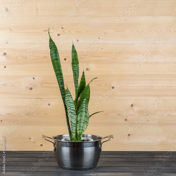 Obraz Houseplant succulent Sansevieria in a old pan on a rustic background