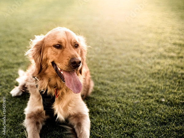 Obraz golden retriever dog