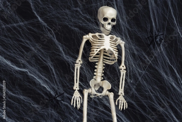 Fototapeta Halloween scary background, decoration. Fake skeleton, spiders with spider web on black background. Trick or treat. Flat lay