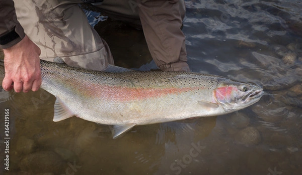 Fototapeta Beautiful pink steelhead rainbow trout, held by the tail, about to be released.