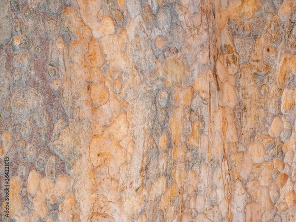 Fototapeta full frame bark of tree for natural background and texture