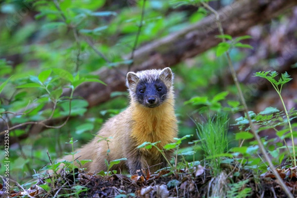 Obraz 夏毛のテン