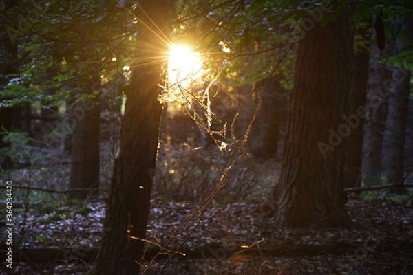Obraz A beautiful sun shining trough the trees