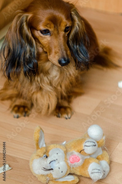 Obraz A small, sitting brown dog