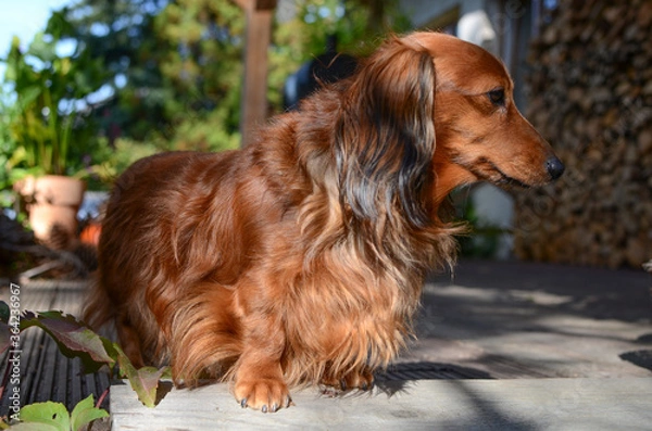 Obraz A small, sitting brown dog