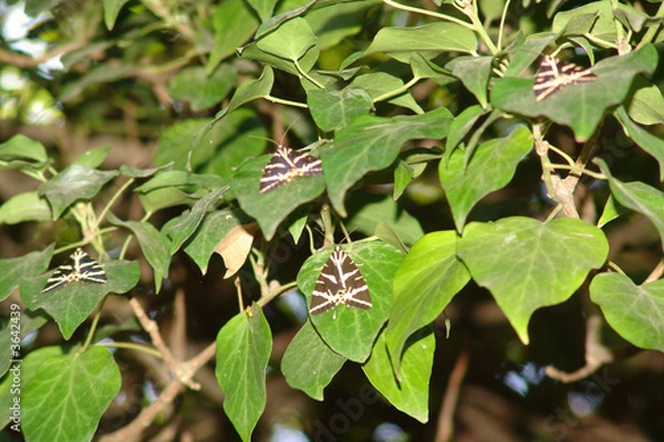 Fototapeta Schmetterlinge soweit das Auge reicht
