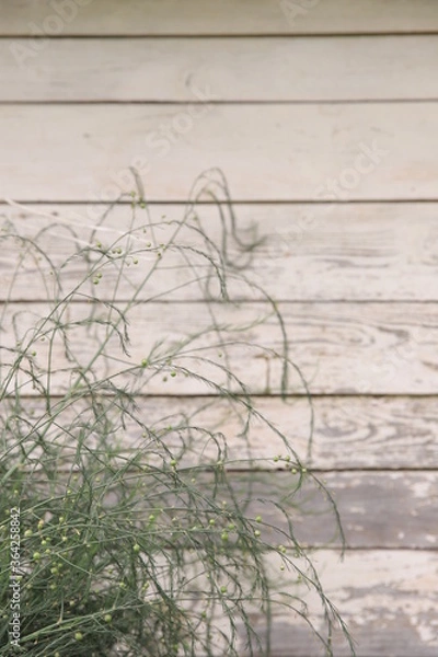 Obraz grass on a fence