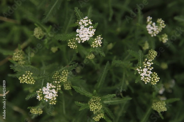 Obraz butterfly on a flower