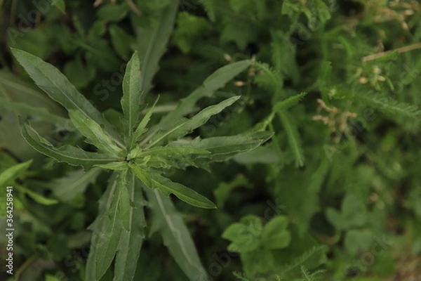 Obraz rain drops on the grass