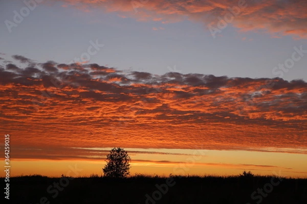 Obraz sunset in the forest