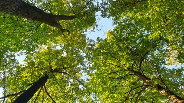 Fototapeta View of the trees from below. Green crown.