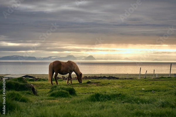 Obraz ISL - ICELANDIC HORSE
