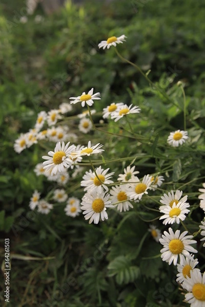 Obraz daisies in a meadow