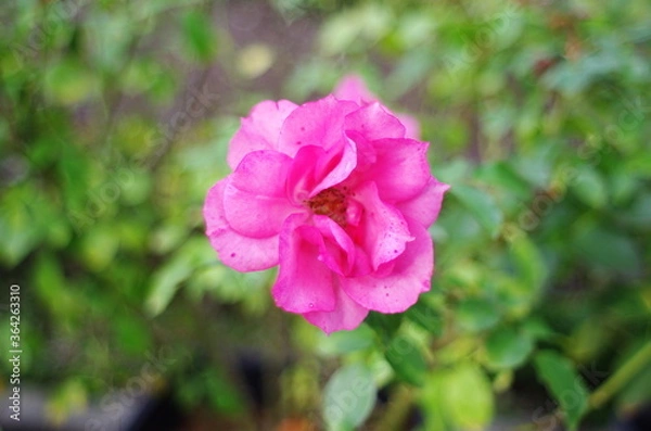Obraz pink rose bush