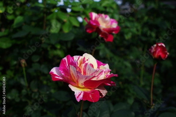 Obraz pink rose flower