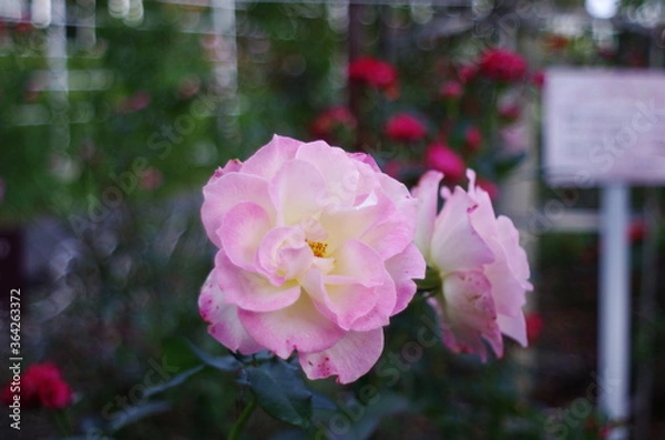 Obraz pink rose bush