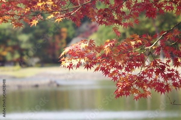 Obraz red maple leaves