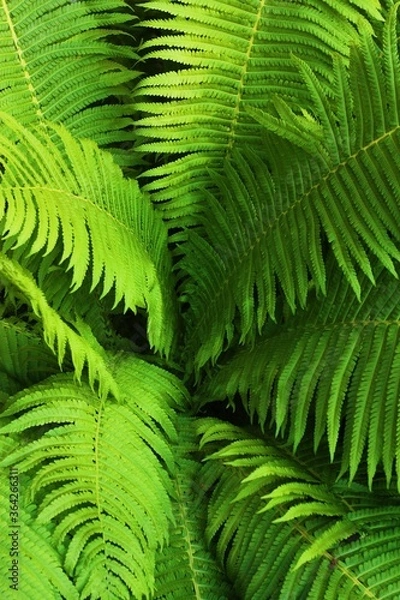 Fototapeta Beautiful green fern in the summer garden 