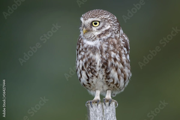 Obraz Little Owl