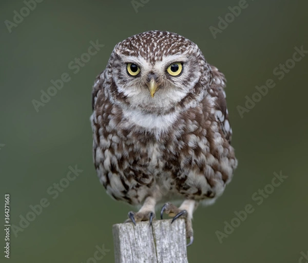 Obraz Little Owl