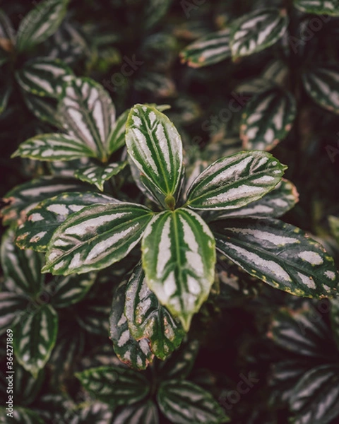 Obraz Green shrub with multicoloured leaves.