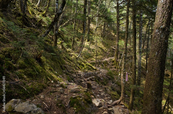 Obraz Trail in the woods during a early summer day at near Mt.Daibosatsu, Yamanashi Prefecture, Japan.
