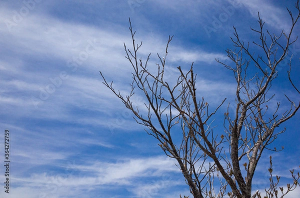 Obraz The dead branch and cirrus in a early summer at near Mt.Daibosatsu, Yamanashi Prefecture, Japan.