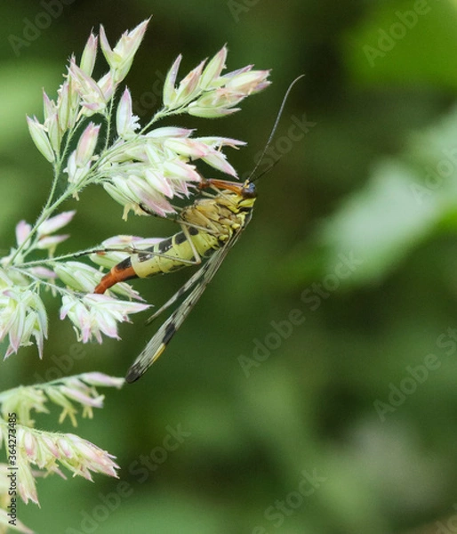 Fototapeta Panorpa Communis, the common Scorpionfly close up